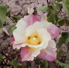 offtypeseagreenflower.jpg