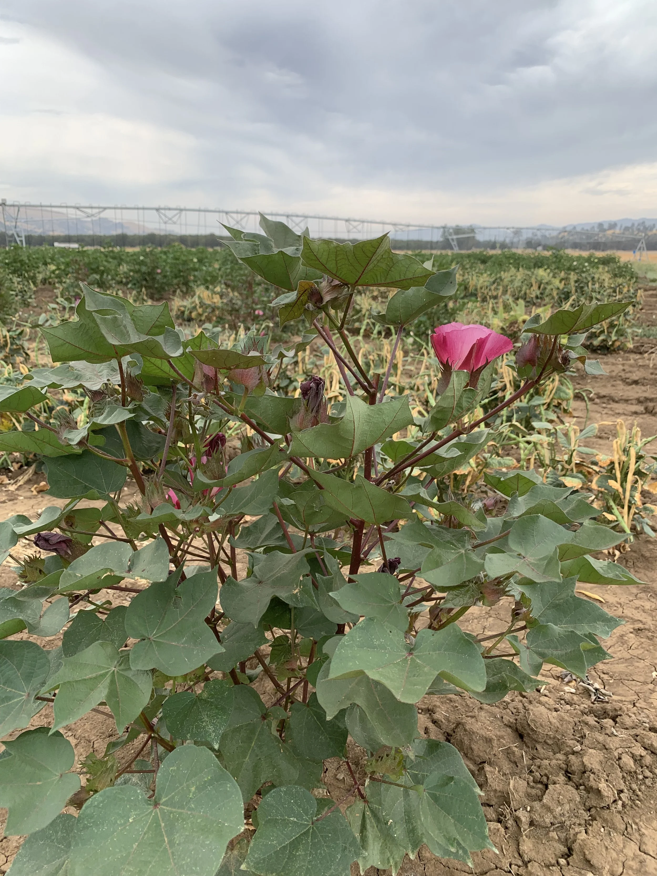 Viriditas Farm SeaGreen