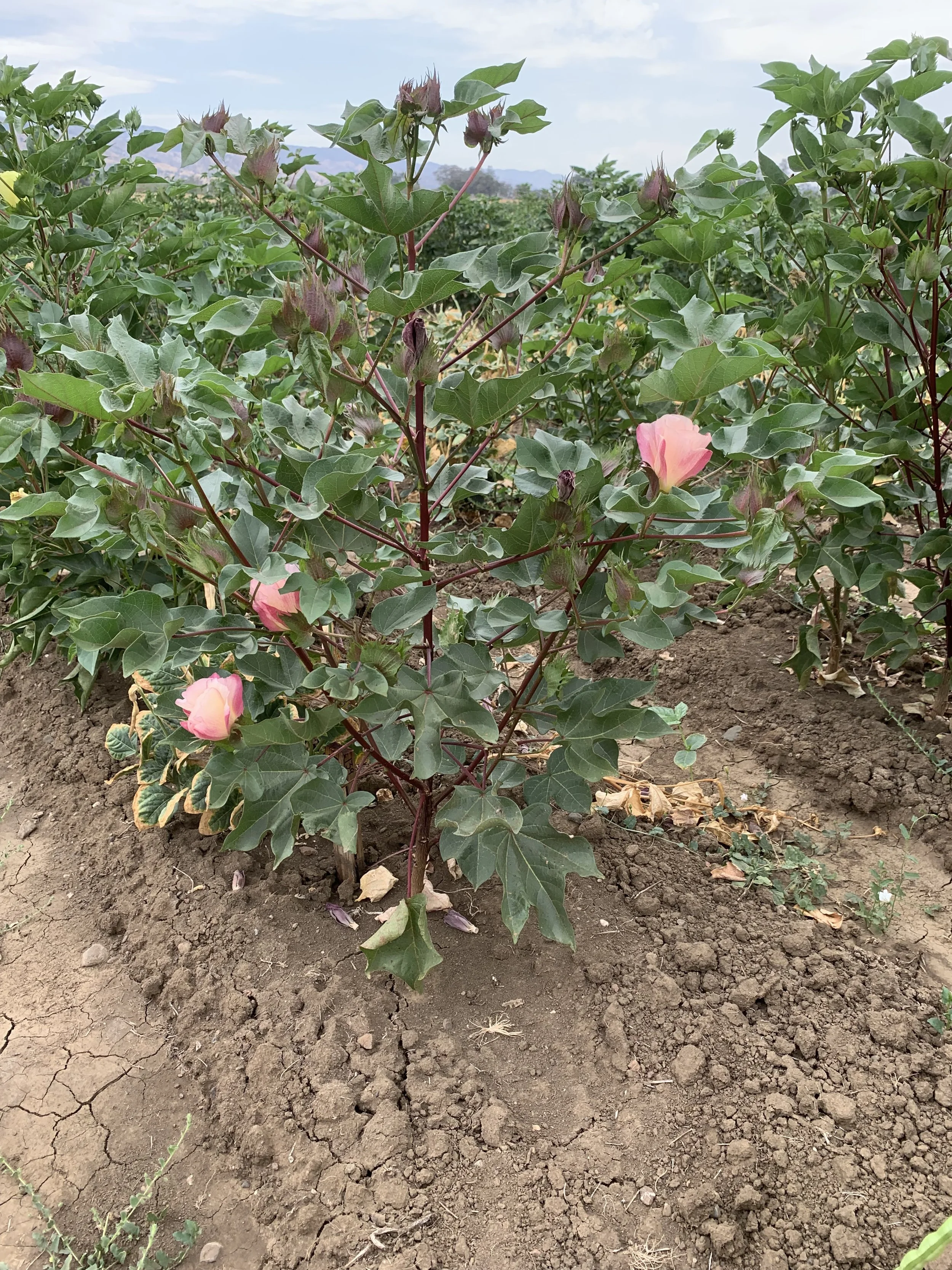 Viriditas Farm SeaGreen