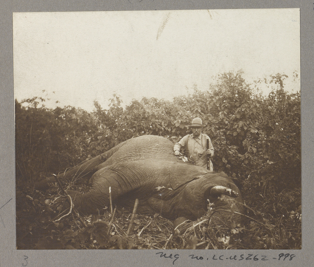 Roosevelt and a bull elephant