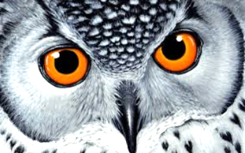 owl eyes.jpg