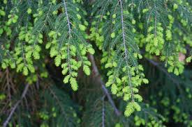 Hemlock Tree, diverse greens
