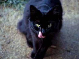 The essential Black Cat