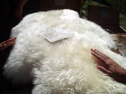 Sheep skin has that polished silk pearl white, with yellow undertones. 