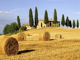 Tuscany, a rich source of buttery golden yellows. 
