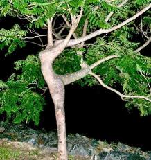 Ballet Tree by BirdThoughts