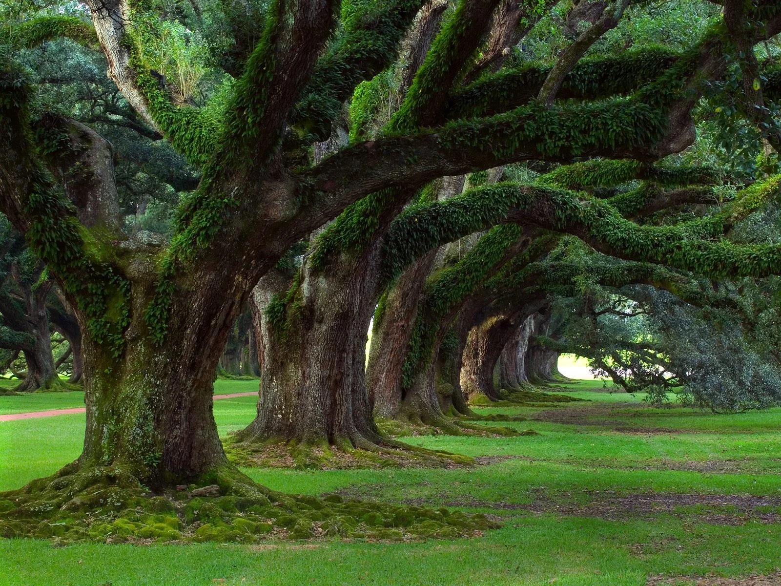 The bodies in trunks and the branches as heads and arms. 
