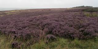 Natural Purple Grey, silver heather of the glen - stunning! 