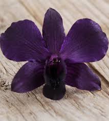 Exotic Purple Orchid