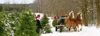 Tree Hunt n' Horse. 
