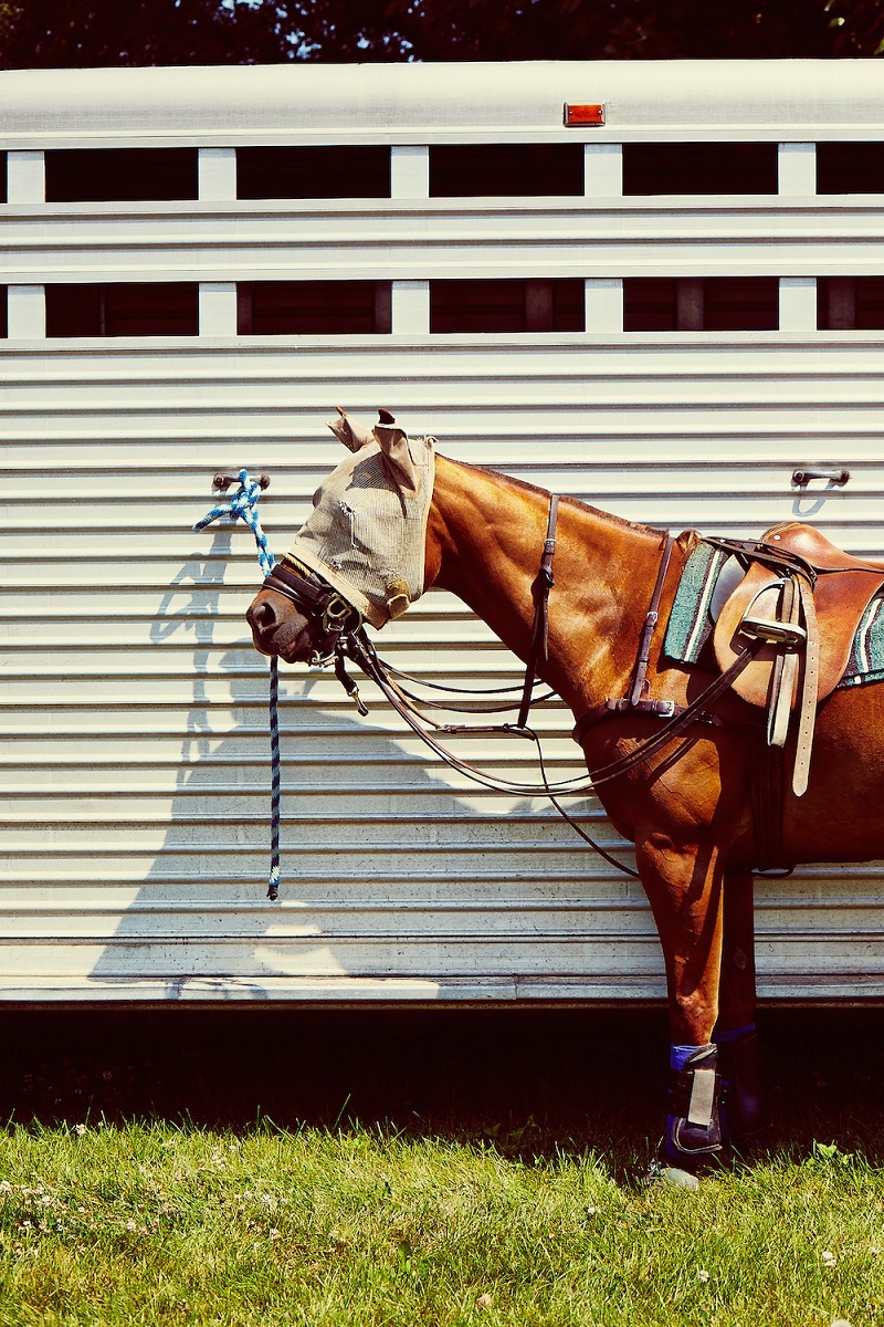 Brown-saddled-horse.jpg