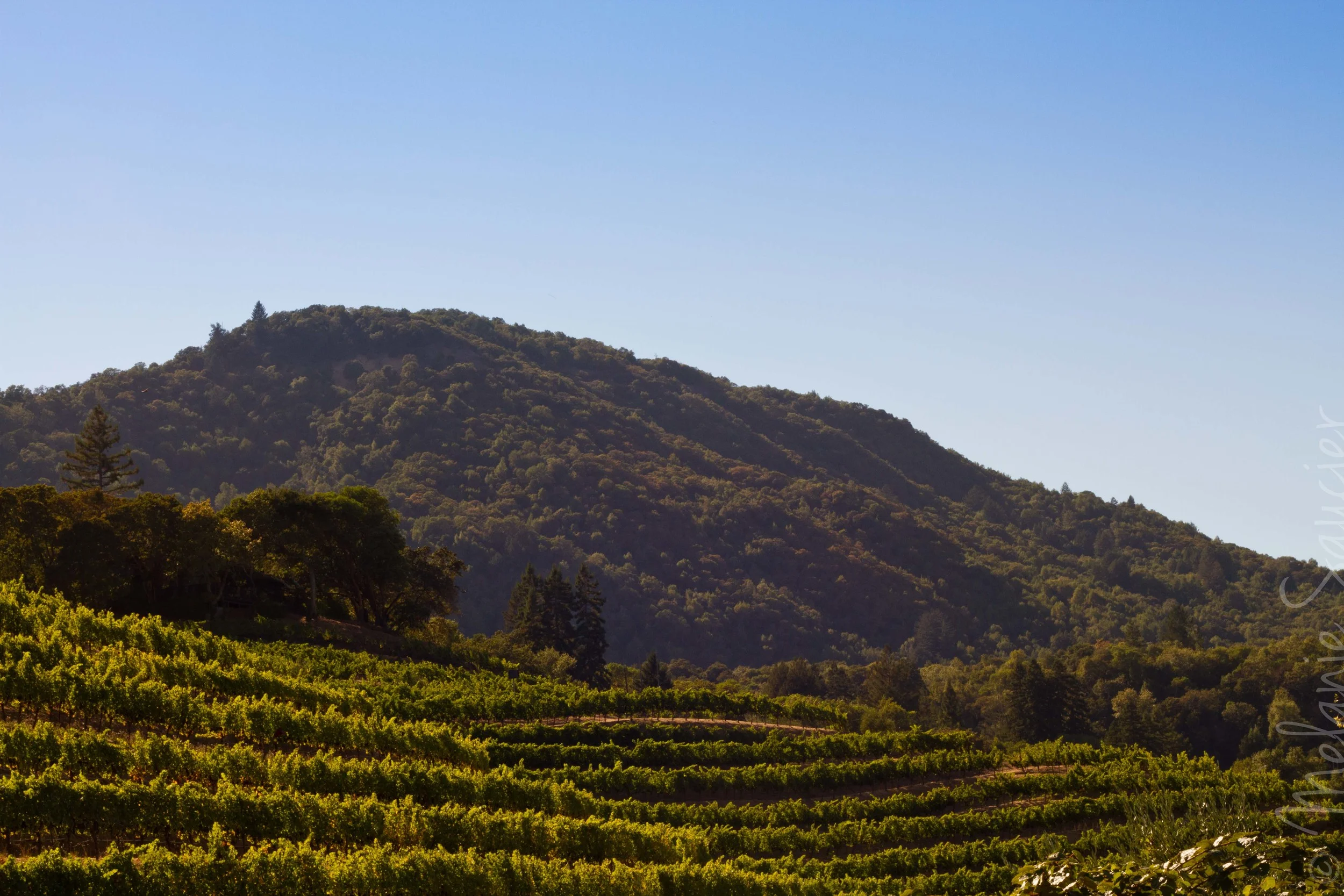 Benziger Winery
