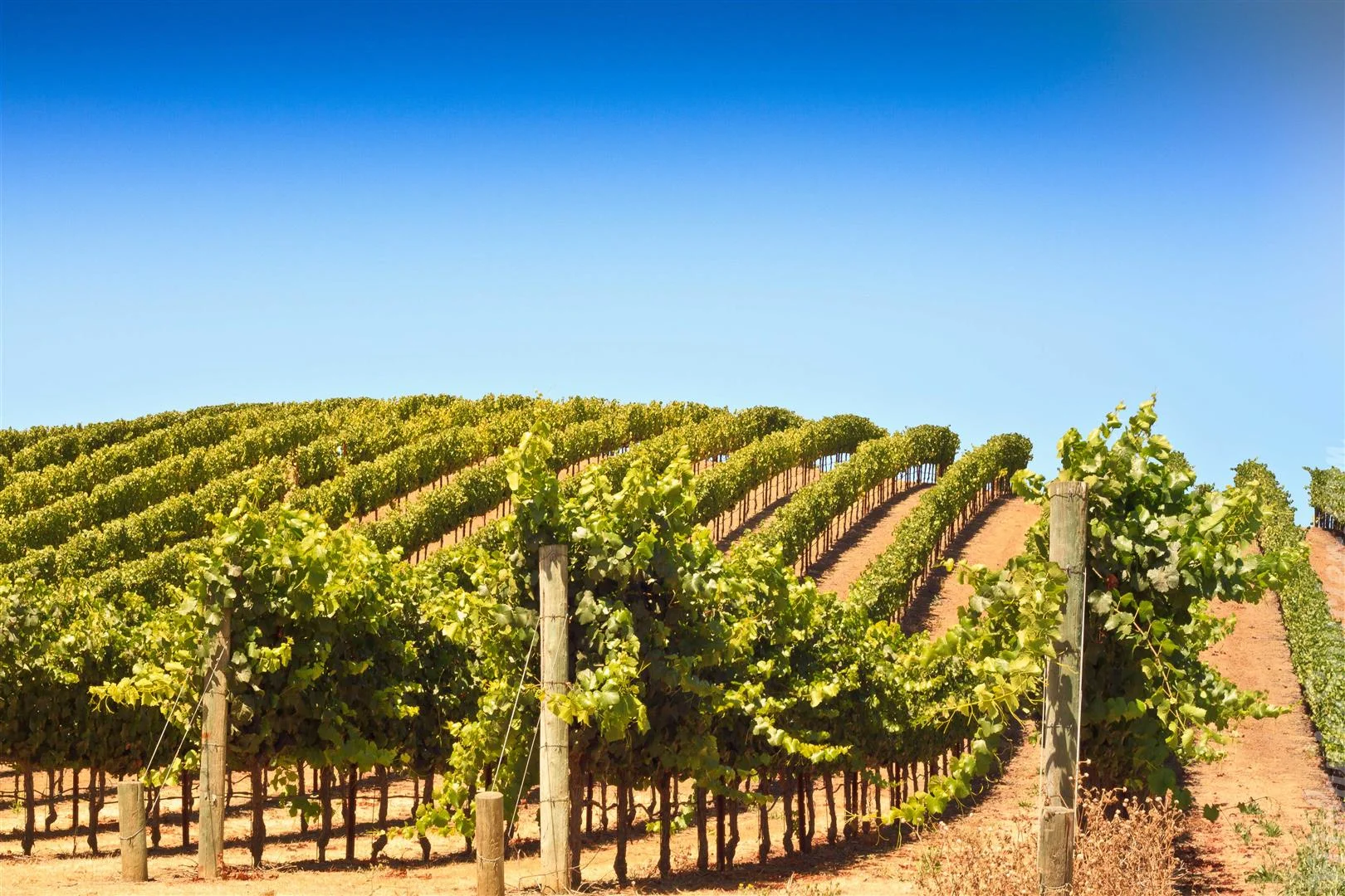 California Winery Artesa (14)