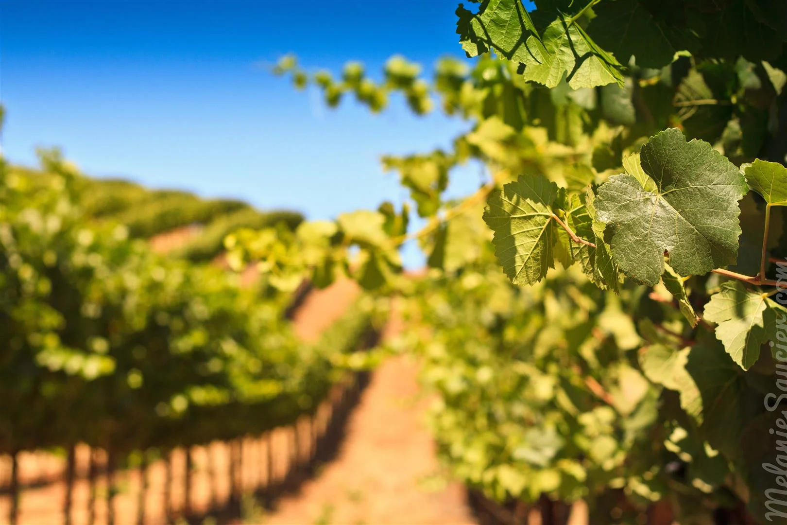 California Winery Artesa (5)
