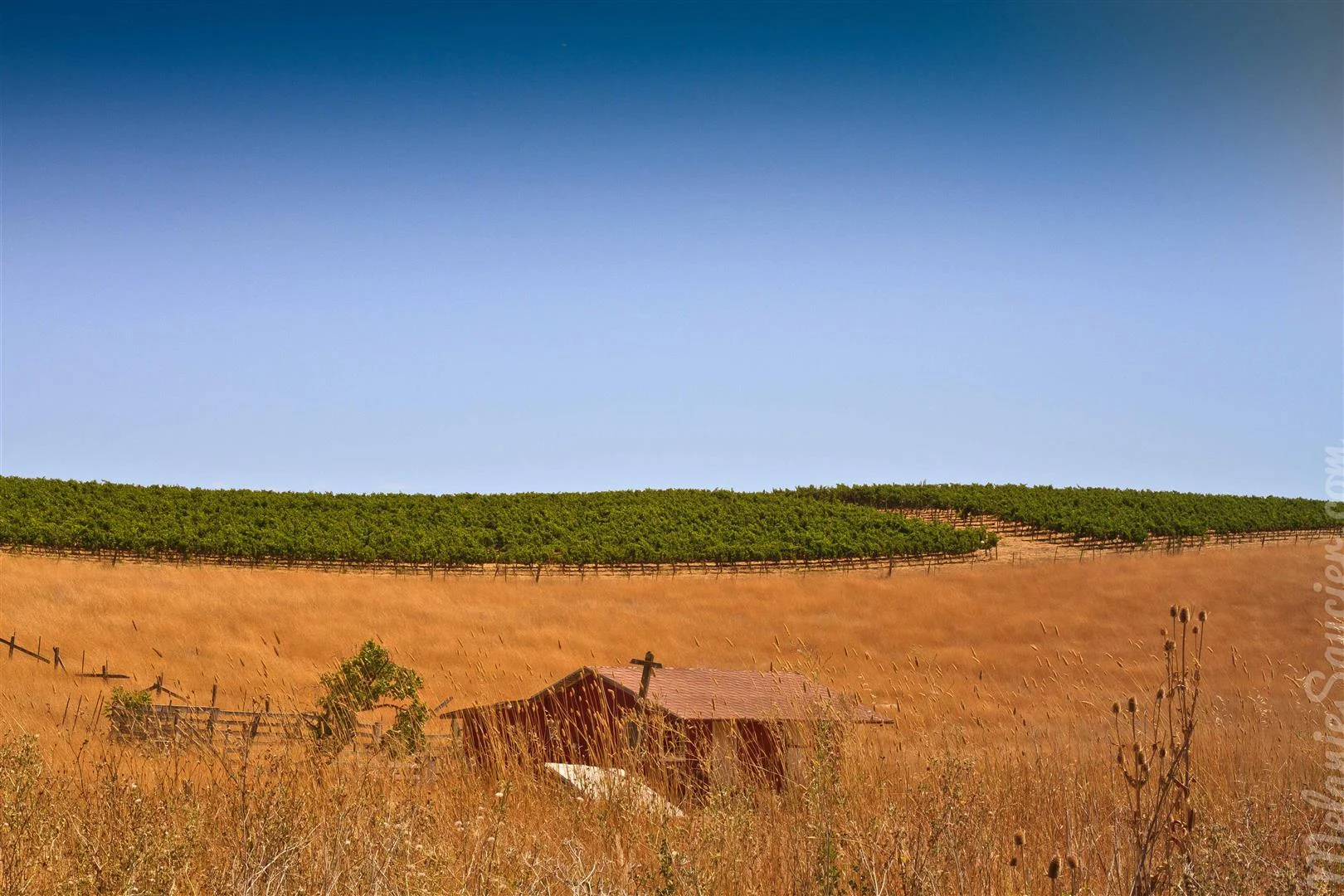 California Winery Artesa (11)