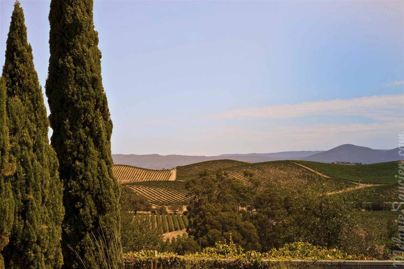 California Winery Artesa (13)