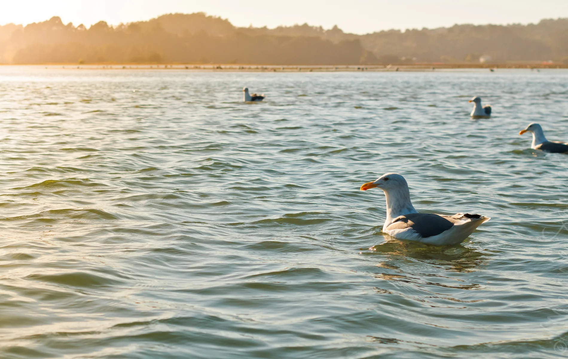 Bolinas_1900x1200