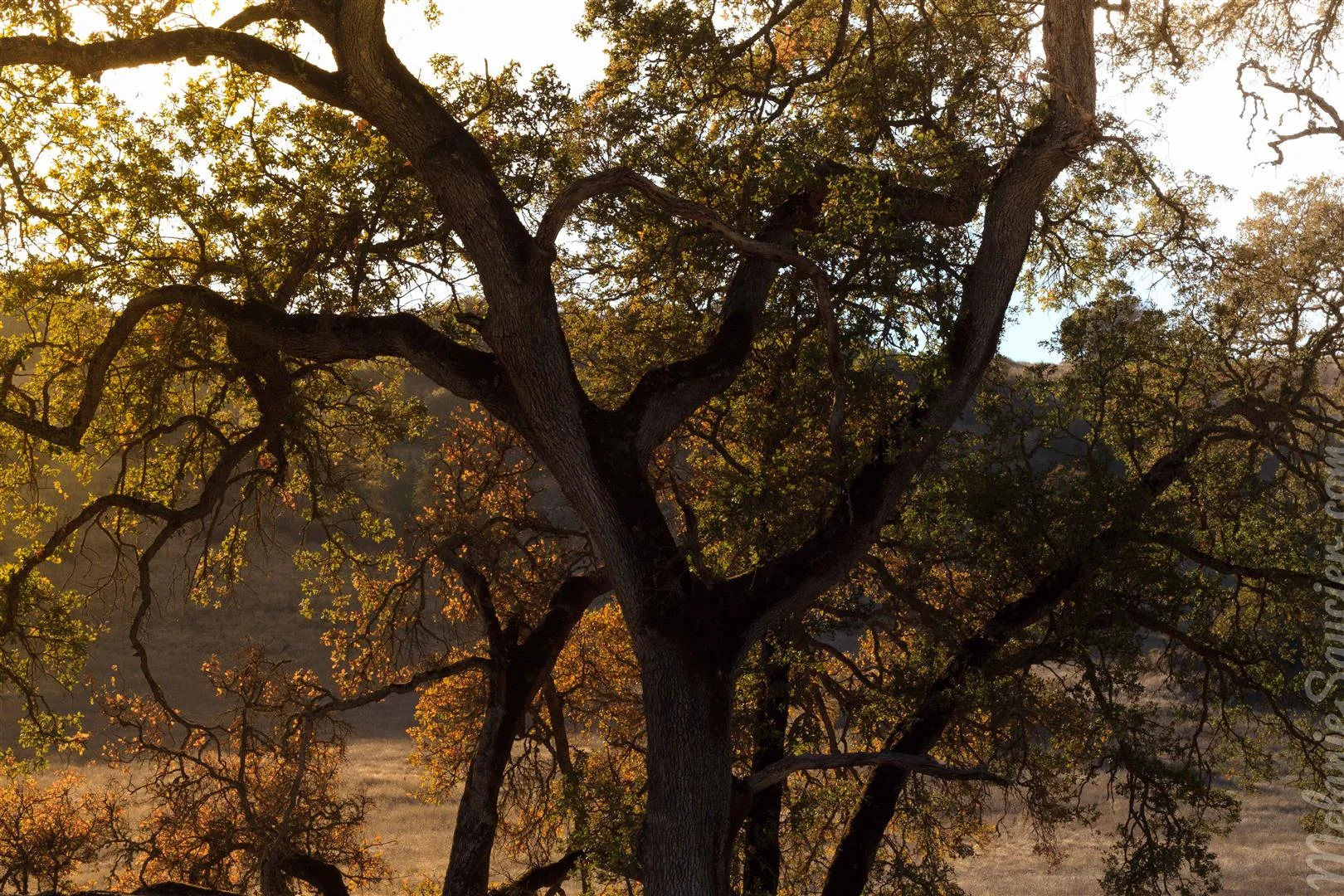 california cronan ranch (1)