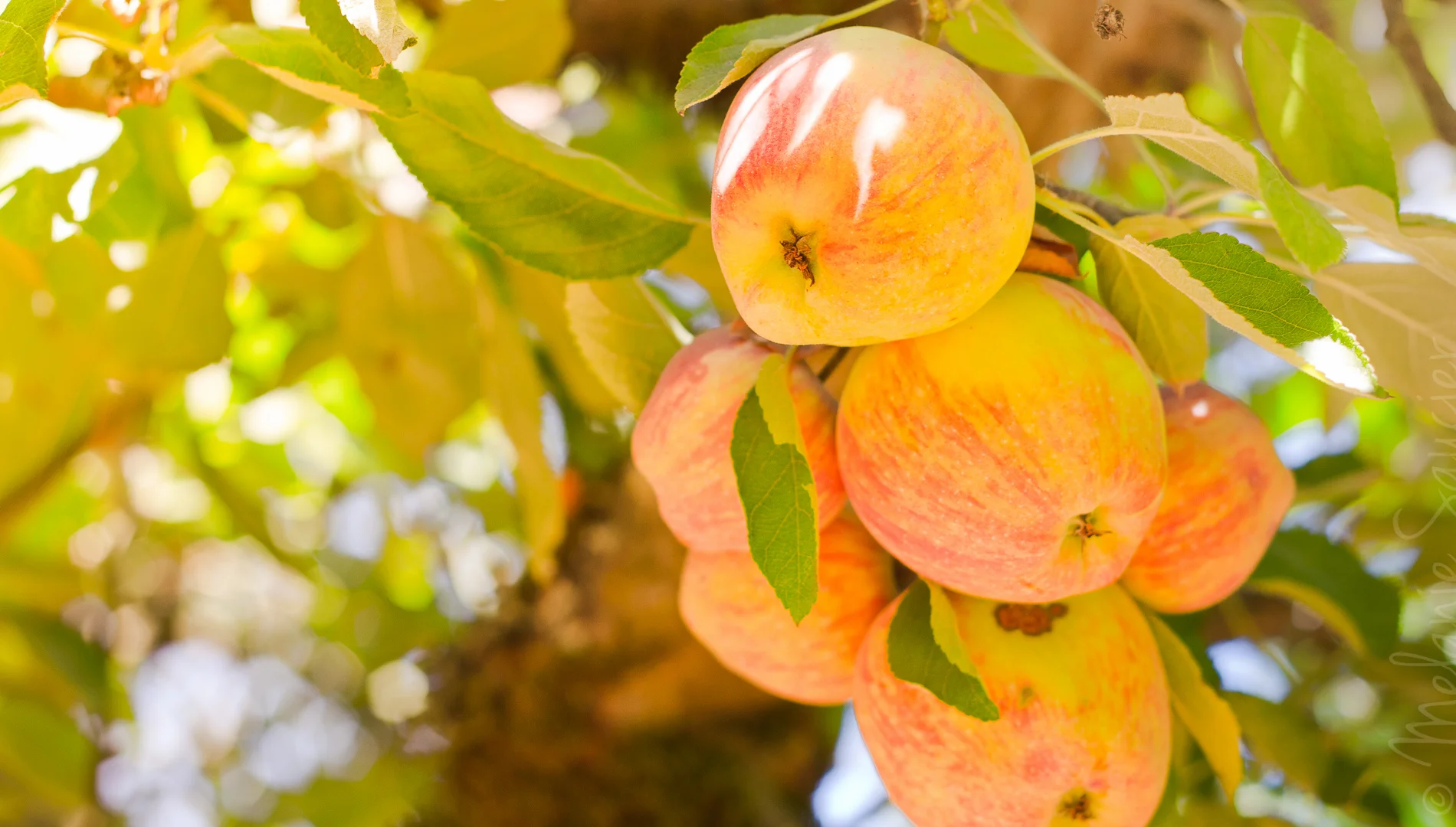 Apple_Hill_1900x1080.jpg