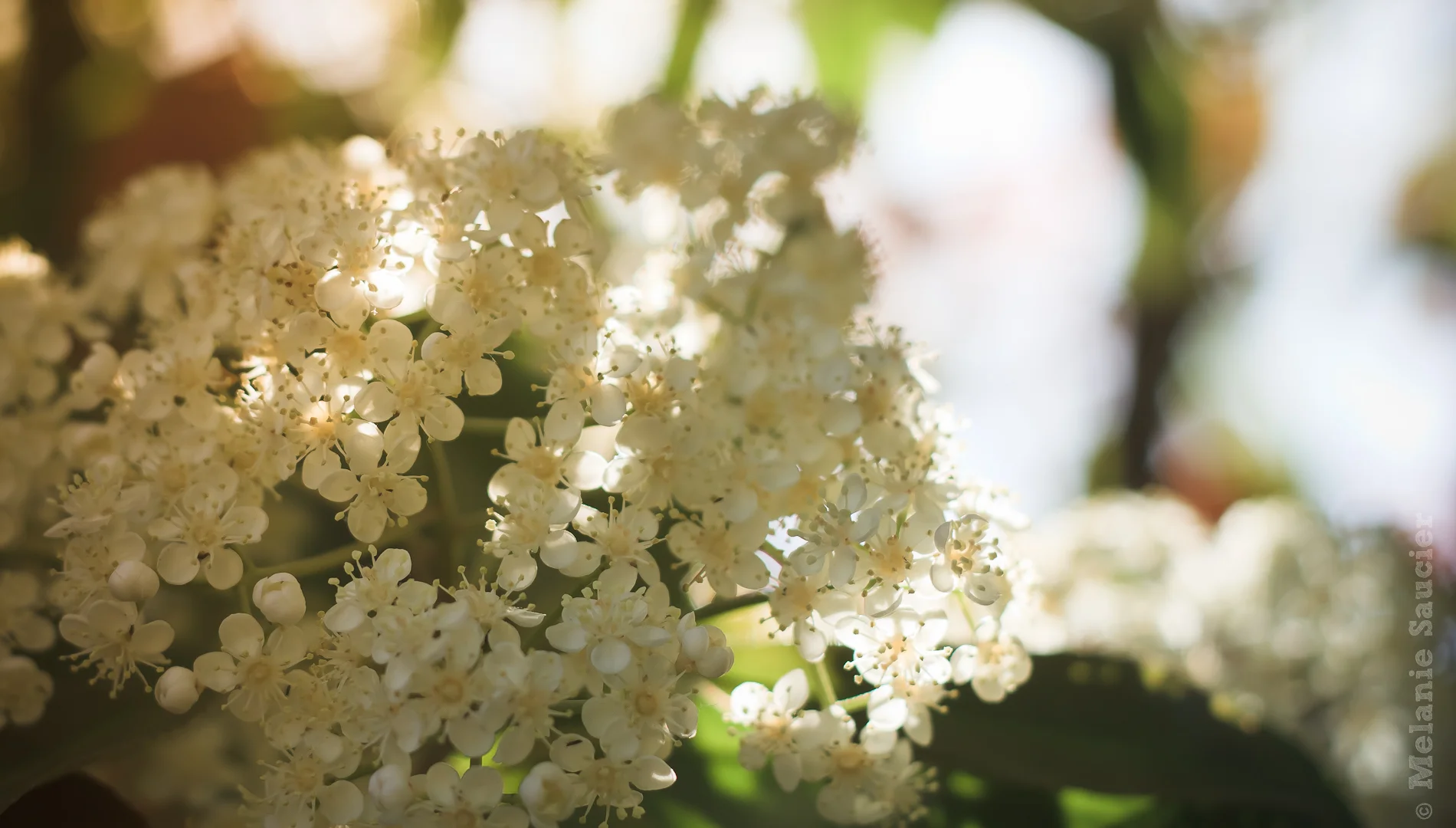 WhiteFlower_1900x1080.jpg