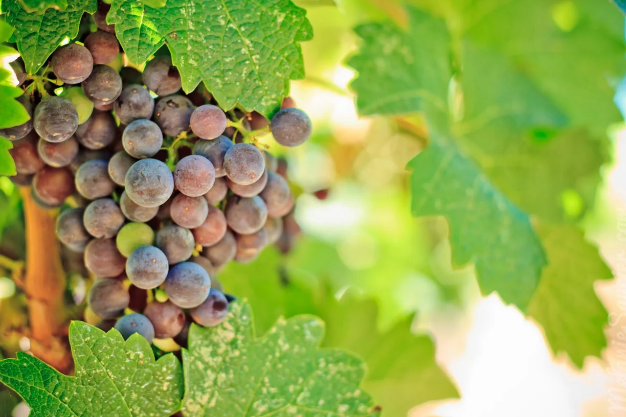 Robert Mondavi