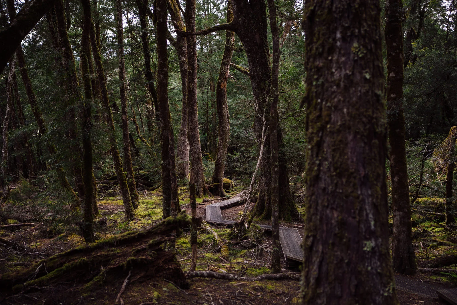 Enchanted Forest
