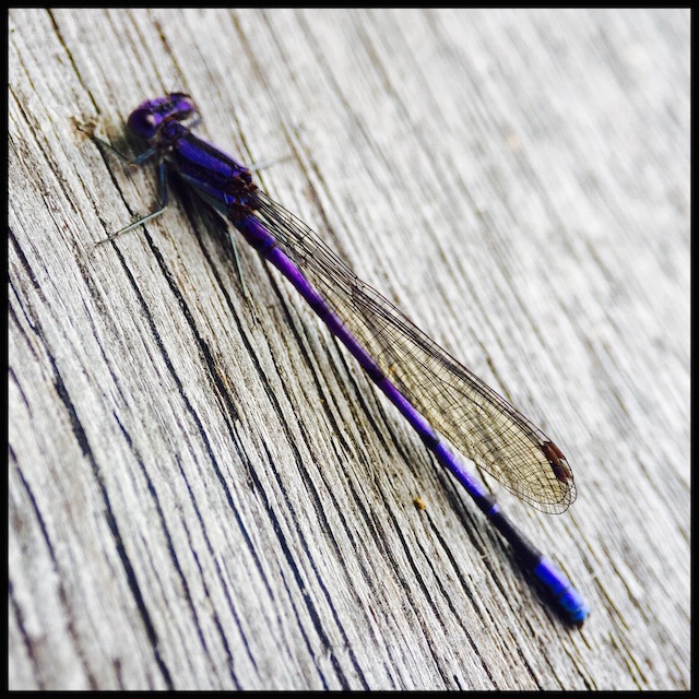 Purple dragonfly