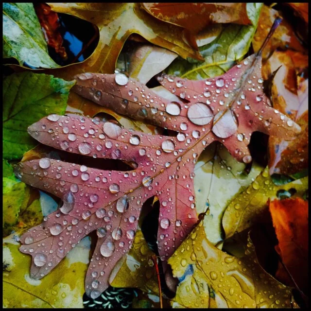 Autumn rain: water lenses