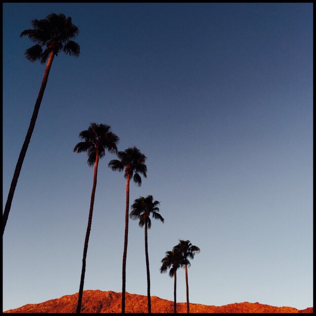 Sunrise lights tops of palms and desert ridge
