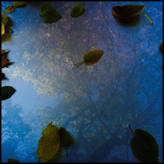 Trees reflected in car hood under early morning blue sky