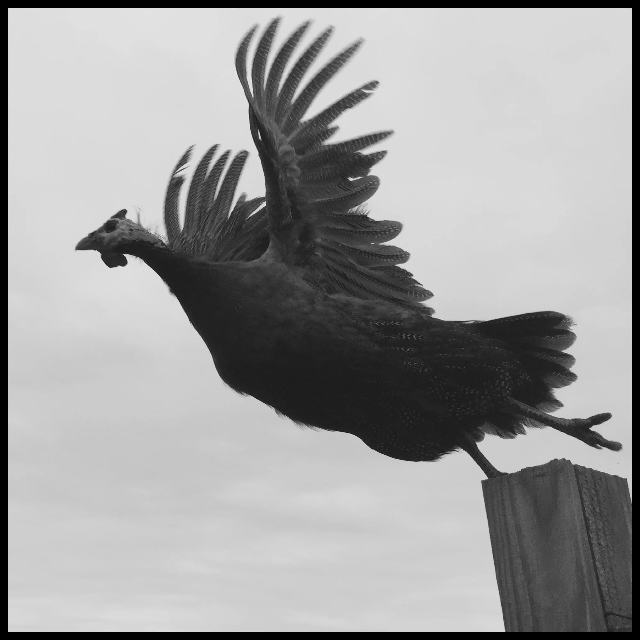 Lift-off: a guinea hen takes wing