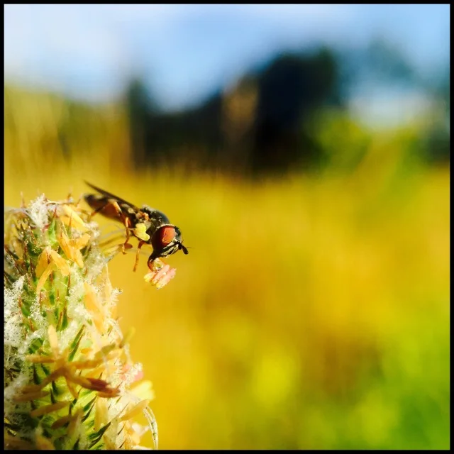 Breakfast in the field