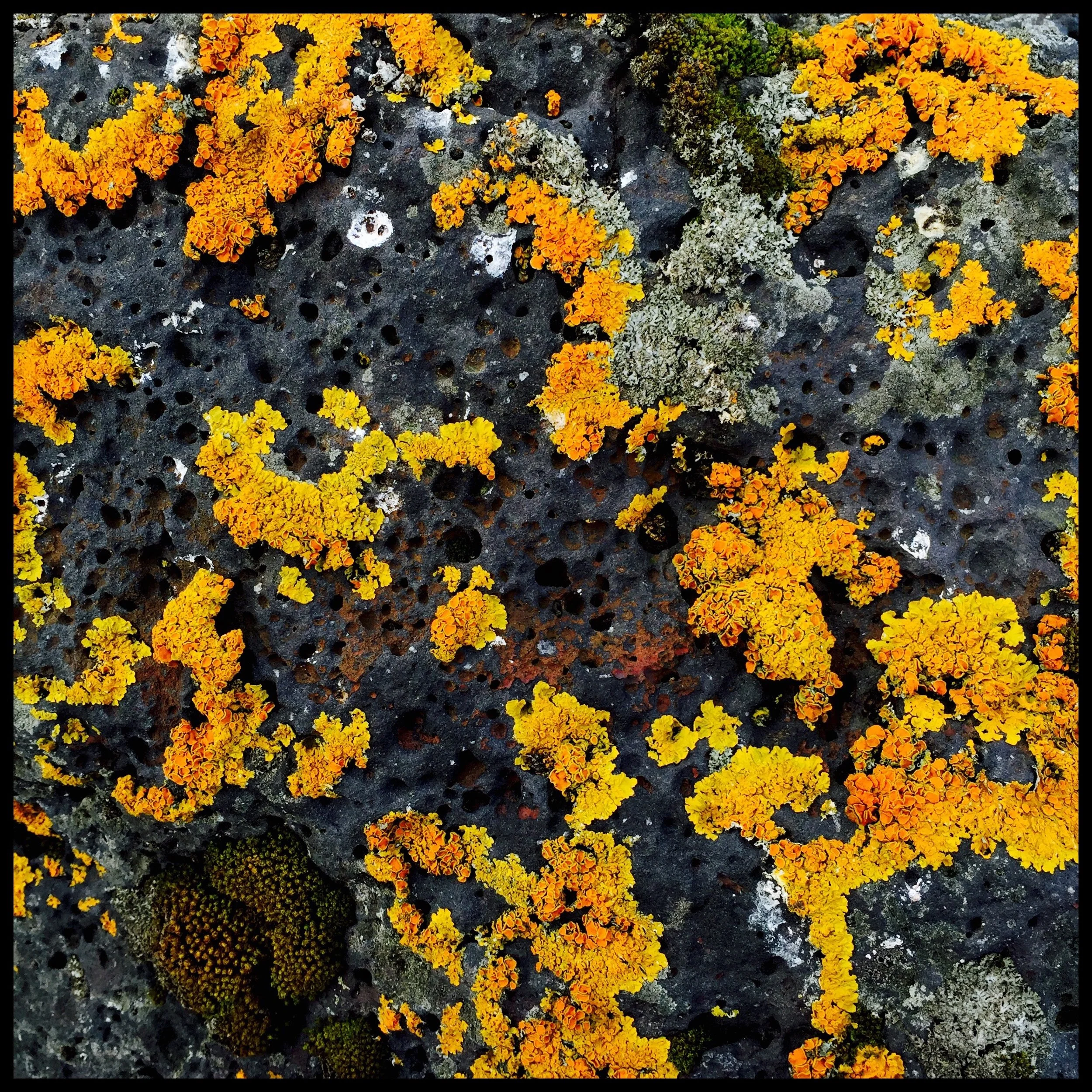 Orange lichens on lava rock