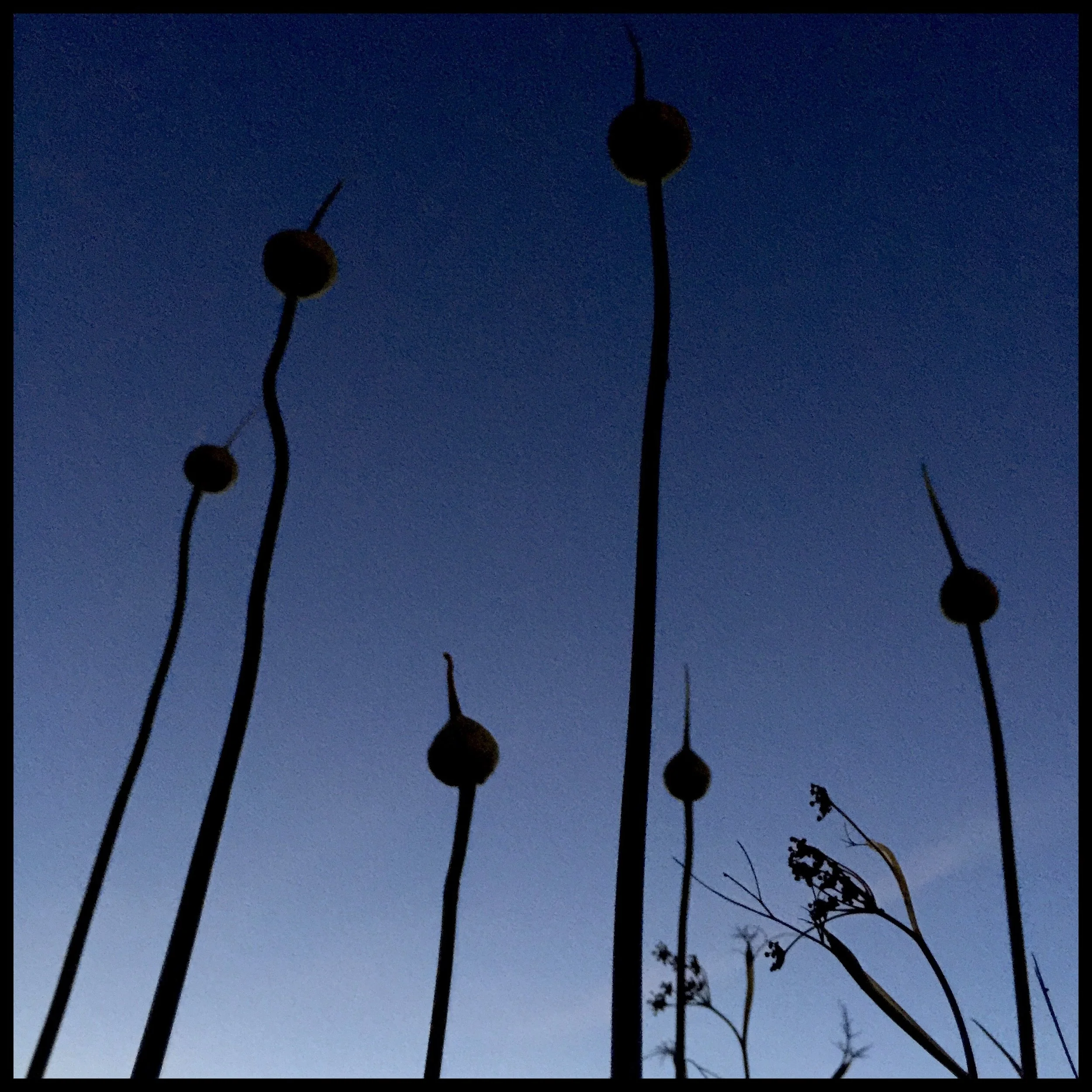 Kitchen garden, Nordic night