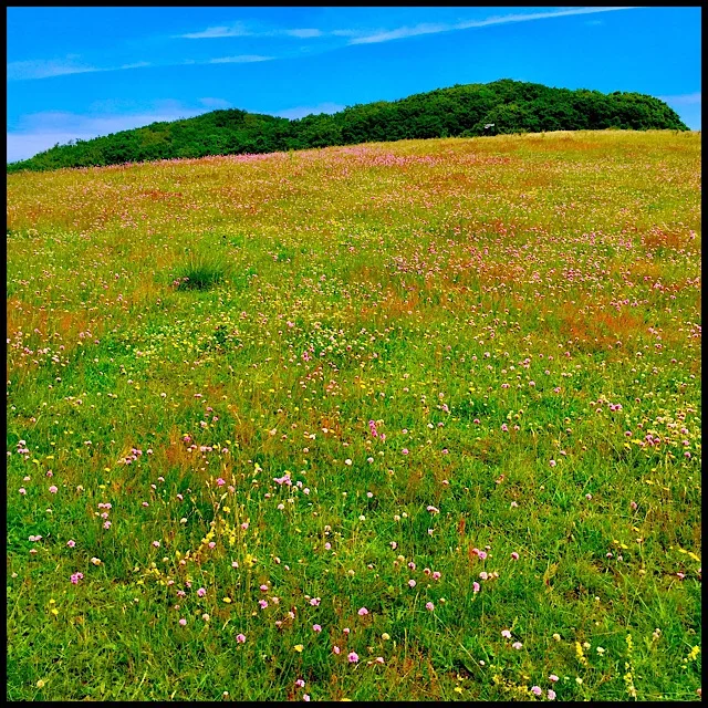 Baltic seaside wildflower meadow