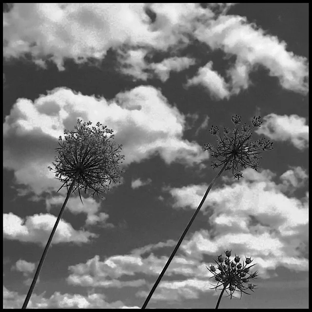Three tilting wildflowers