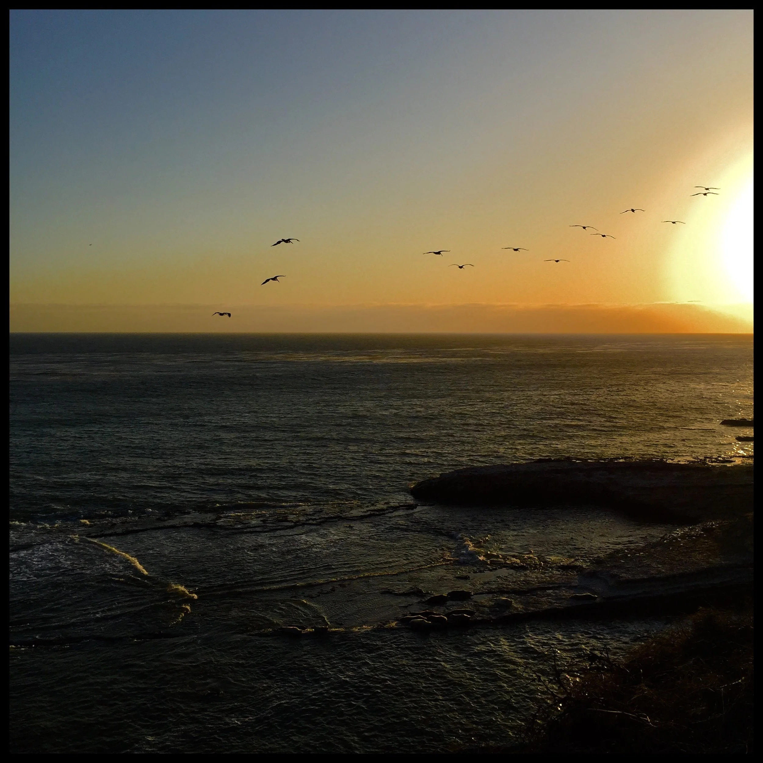 Basking sea lions, gliding pelicans