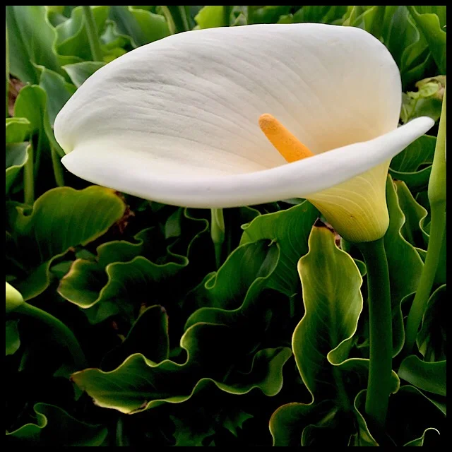 Wild calla lily in a craggy seaside bluff