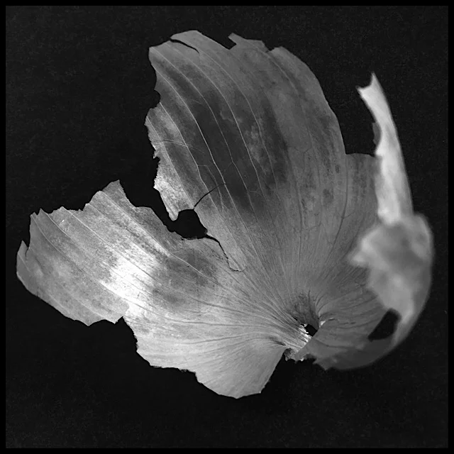 An onion skin’s gentle sheen and broken edges