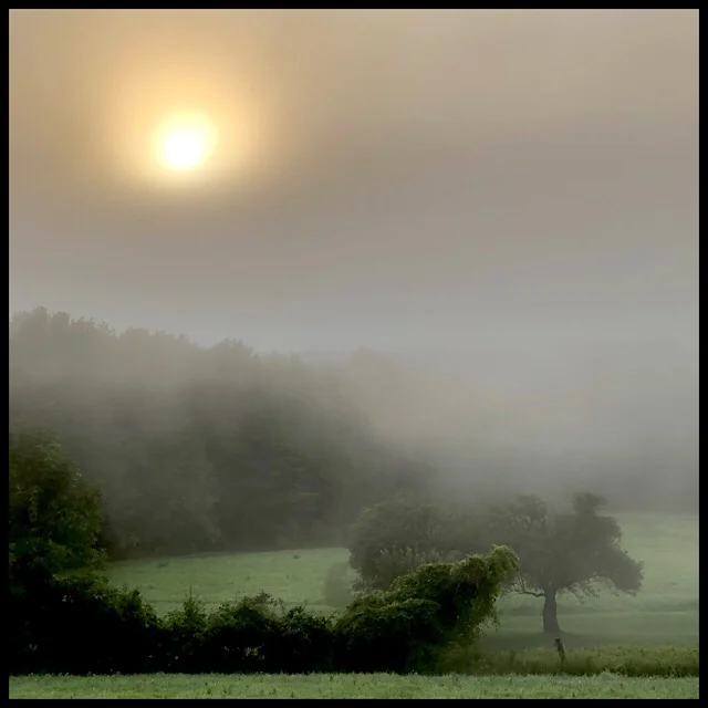 Misty dell at sunrise