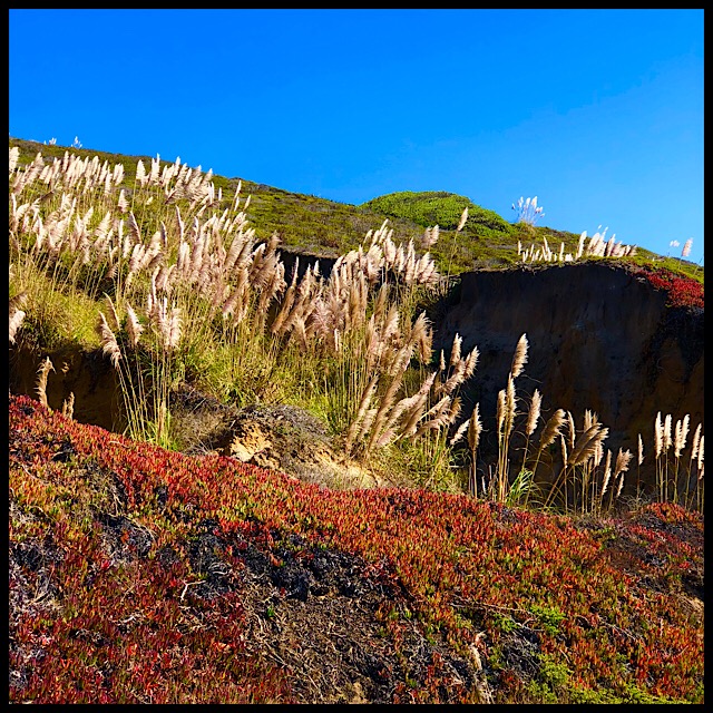 Coastal hillside colors with pampas grasses
