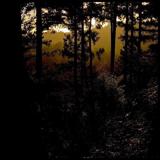 Evening forest