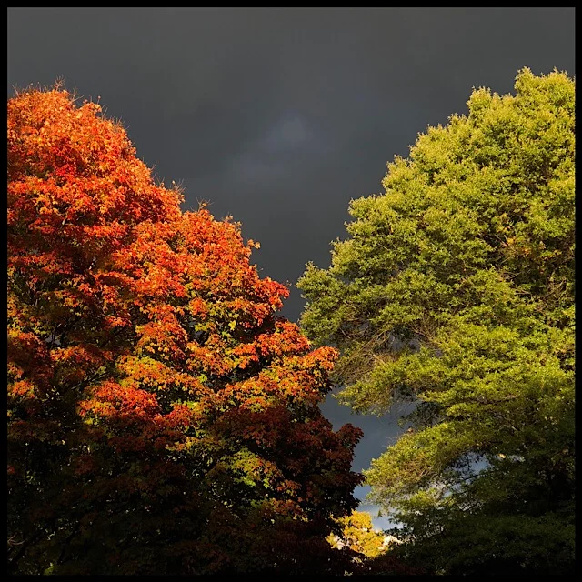 Dark sky with trees in raking light at sundown