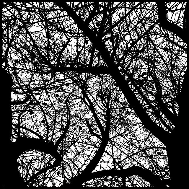 Winter sky through denuded apple tree crown