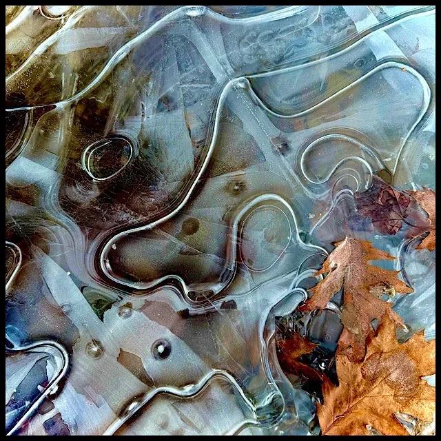 Ice patterns in forest