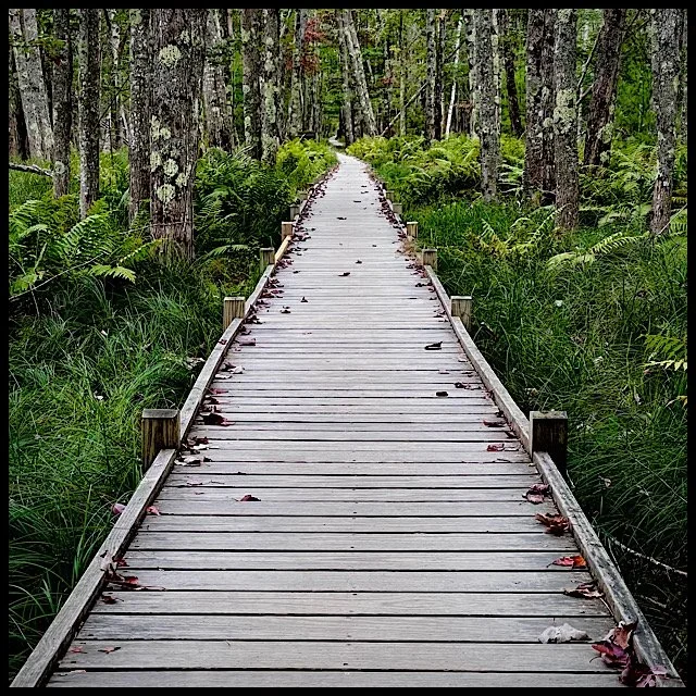 Forest boardwalk