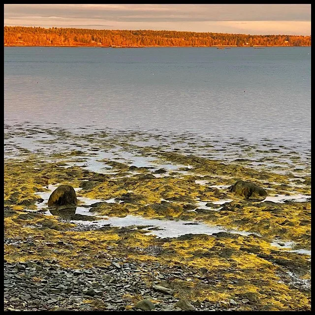 Yellow seagrass, blue cove, orange-lit trees at sundown