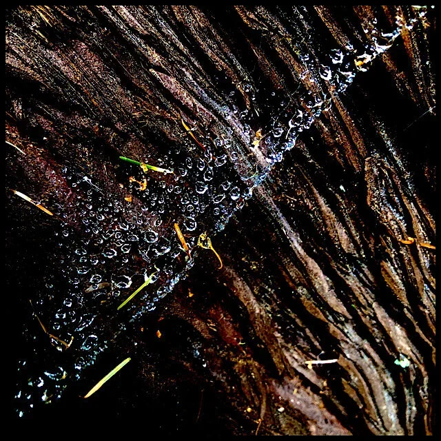 Watery web in redwood bark