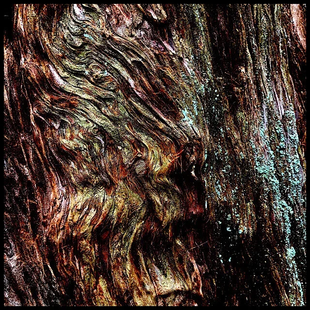 Redwood roar