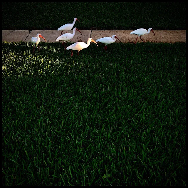 Six ibises breakfast-hunting at dawn on a suburban lawn